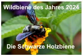 Wildbiene des Jahres 2024    Die Schwarze Holzbiene