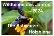 Wildbiene des Jahres                         2024    Die Schwarze                     Holzbiene